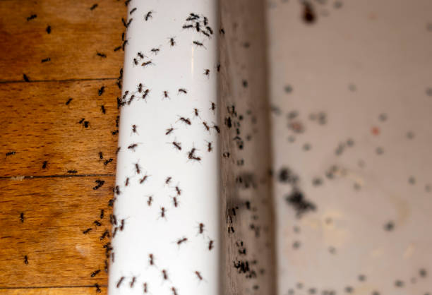Best Pest Control Near Me  in Deer Park, IL