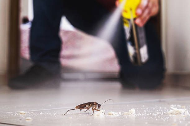 Best Mosquito Control Services  in Deer Park, IL